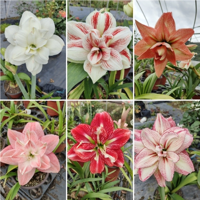 丨朱顶红合集丨定植几个月