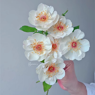 杜普蕾 抗病耐晒 灌木 花量大浓香 露台庭院阳台 藤本月季 杰奎琳