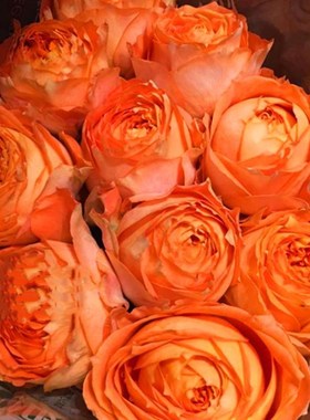 浪漫橙色 灌木月季 花瓣厚实 耐开耐雨耐瓶插 包子花型 多季开花