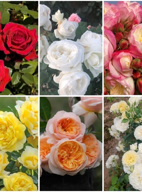 灌木月季合集一 朱丽叶婚礼之路和室炽天使戴维艾莎蓝月石玫瑰