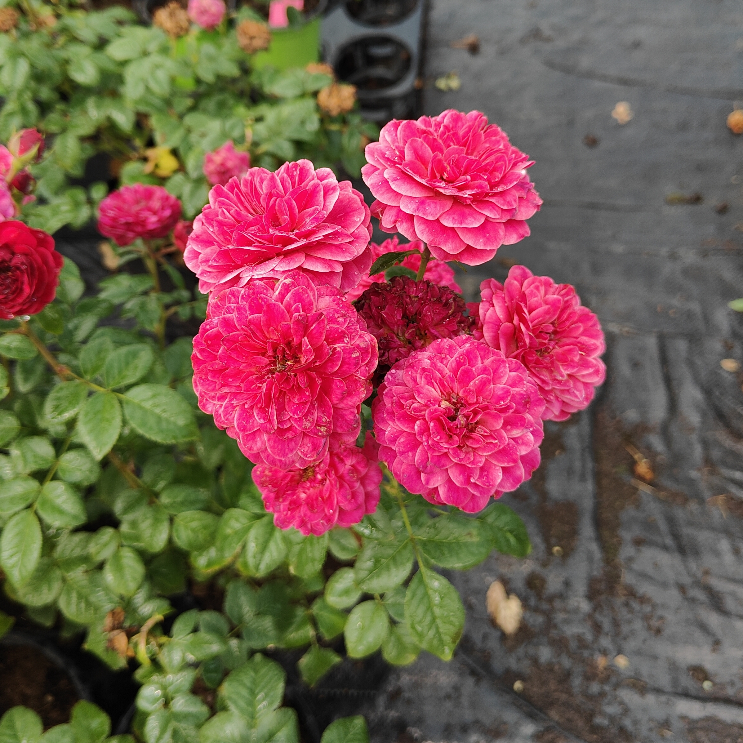 梅子果汁微型月季耐开