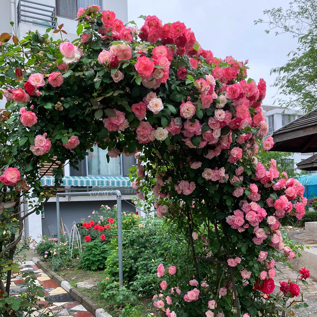 藤本樱霞藤本月季多季开花