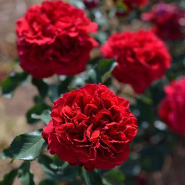 美女雷妮灌木月季抗病耐热