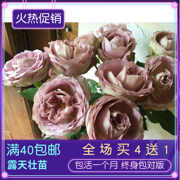花漾河谷 法尔索spin/solfa 日本切花月季