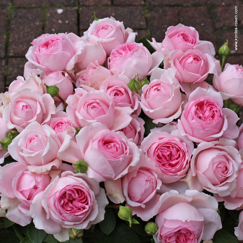 仙女泉灌木月季抗病长势强