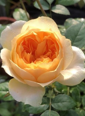 橙色未来 灌木月季  强香半包菜花型今井清 阳台庭院多季开花玫瑰