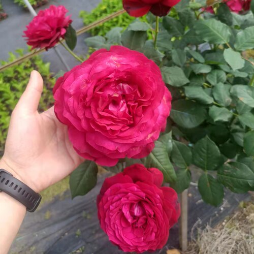 詹尼斯法国灌木月季长势快