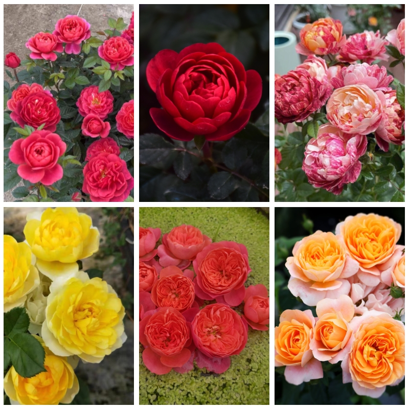 果汁合集微型月季抗病花量大