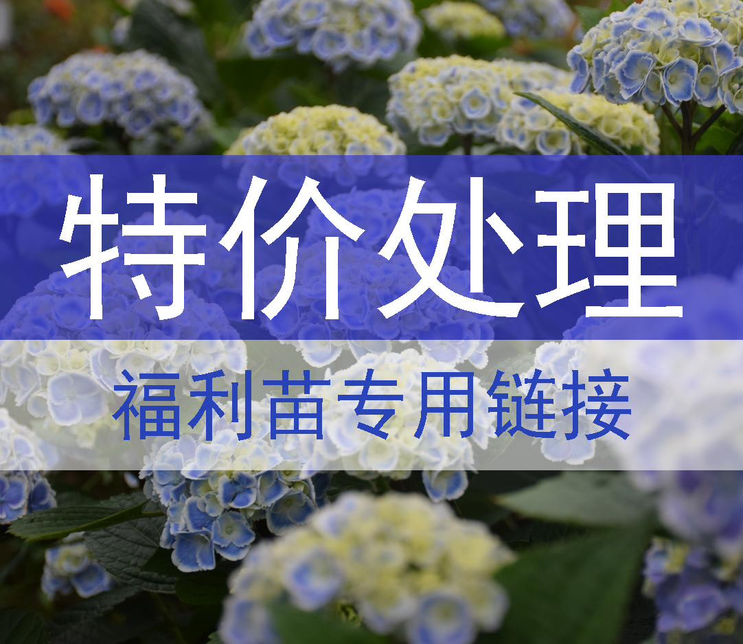 （捡漏) 特价苗  版权苗 福利苗  处理价 （ 无任何售后）