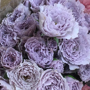 改良蜻蜓（加强版） 灌木月季 波浪花边 株型小复花快 多季开花