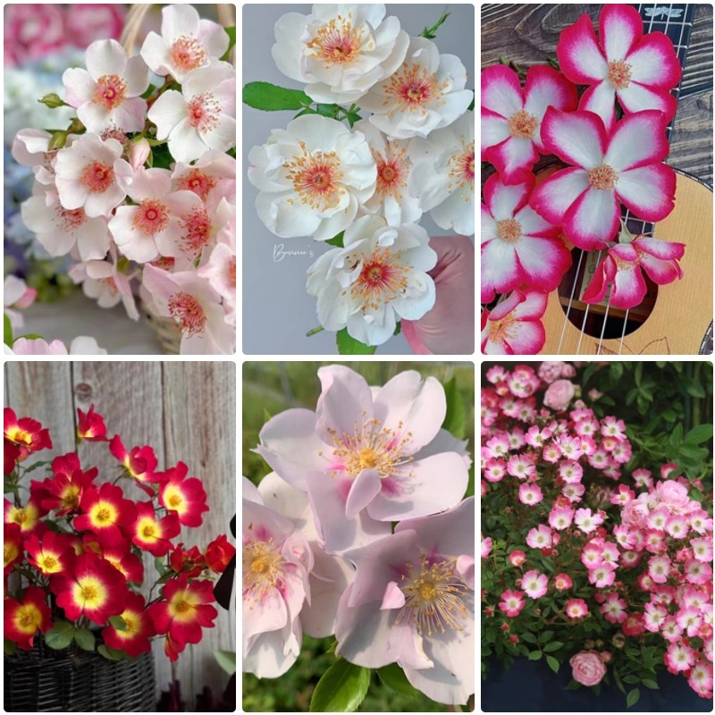 单瓣月季合集 花漾河谷 杰奎琳漂亮的吻一见钟情婚纱卖花姑娘邱园,鲜花速递/花卉仿真/绿植园艺,月季/蔷薇/玫瑰,淘宝优惠券,粉丝福利购,淘宝优惠卷