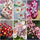 单瓣月季 吻一见钟情婚纱卖花姑娘邱园 杰奎琳漂亮 合集 花漾河谷