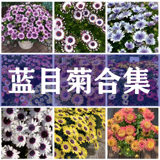 蓝目菊合集 万寿菊花苗 多年生草本阳台盆栽四季开花蓝白重白芍