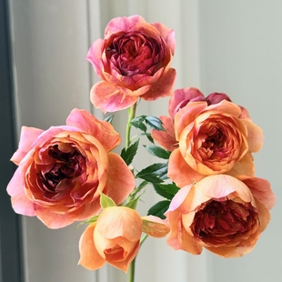 火莲果汁 微型月季 果汁芽变 抗病长势快花量大复花快多季开花