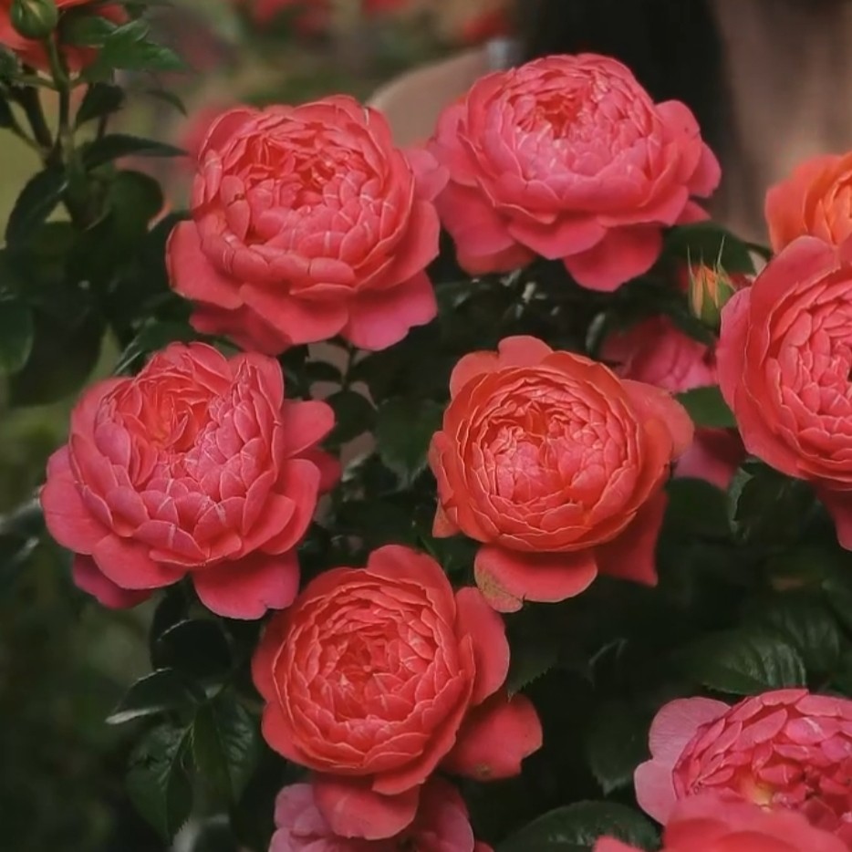 珊瑚果汁 微型月季 花期长花量大 多季花花阳台庭院盆栽地栽玫瑰,鲜花速递/花卉仿真/绿植园艺,月季/蔷薇/玫瑰,淘宝优惠券,粉丝福利购,淘宝优惠卷