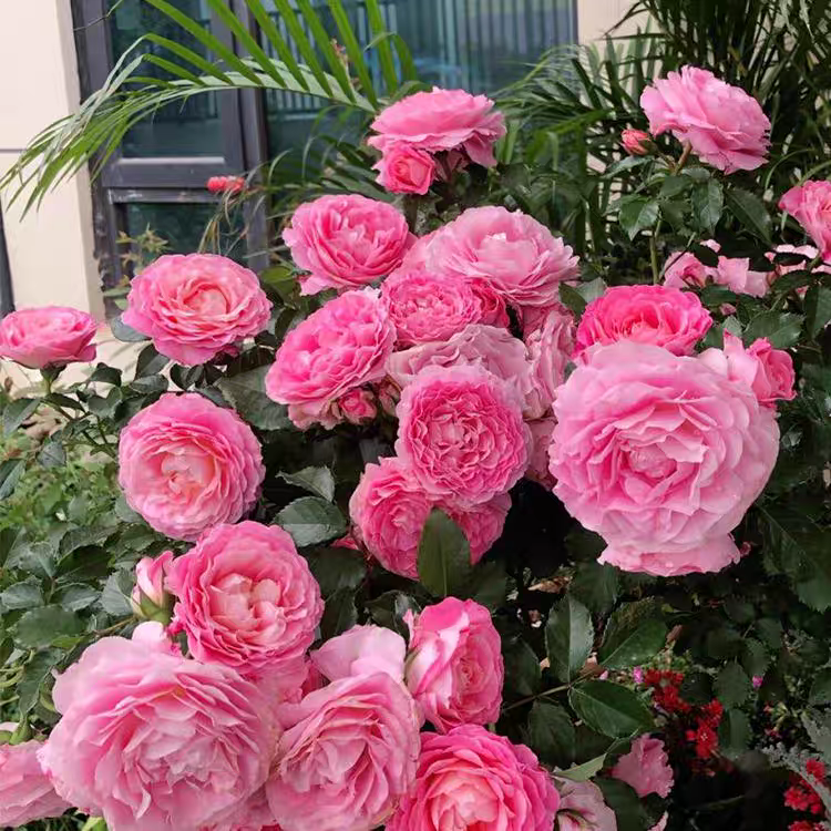 果汁阳台金丝雀火焰微型月季