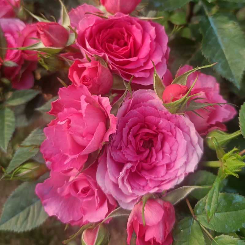 唇膏宝石微型月季株型矮花量大