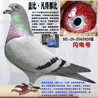 信鴿賽鴿種鴿血統(tǒng)鴿公棚鴿子