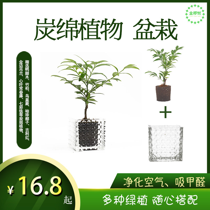 金椤树生物炭绵海绵植物室内吸甲醛净化空气绿植水培盆栽四季常青
