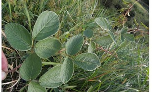 中草药材饿蚂蝗、山蚂蟥、粘身草、胃痛草、红掌草、山角豆干品