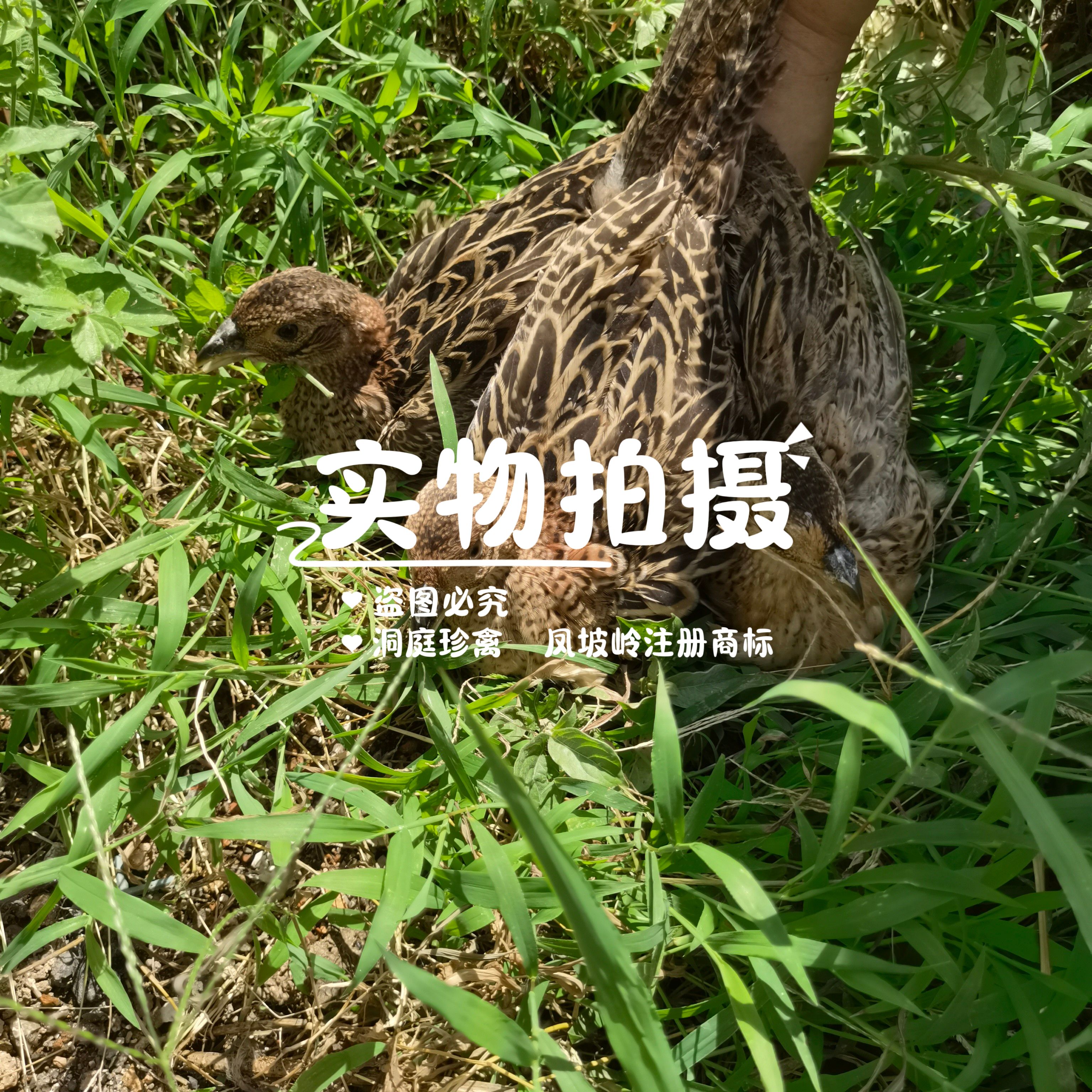 七彩山鸡青年山鸡半大山鸡脱温山鸡苗雉鸡宠物七彩鸡包邮包活到家