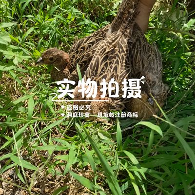 七彩山鸡青年山鸡半大山鸡脱温山鸡苗雉鸡宠物七彩鸡包邮包活到家