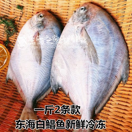 包邮顺丰白鲳鱼鲜活冷冻银鲳鱼