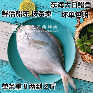新货东海大白鲳鱼新鲜冷冻平鱼镜鱼深海鱼海鲜水产品单条重500g