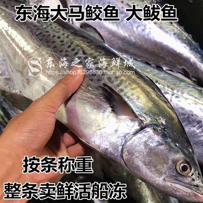 海鲜鱼类马鲛鱼新鲜深海鱼鲅鱼