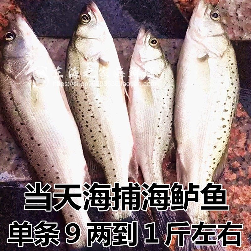 东海当天海捕海鲈鱼新鲜海鱼大鲈鱼海鲜水产品单条9两到1斤少刺