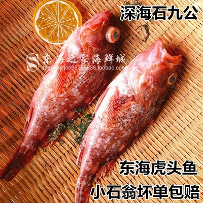东海石翁鱼鲜活虎头鱼小石斑