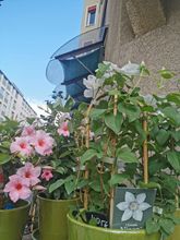 园艺竹U型花架月季绿萝爬藤架玫瑰支架植物立柱盆栽竹花架固定架