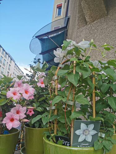 篱笆墙花园园艺源头工厂竹爬藤架