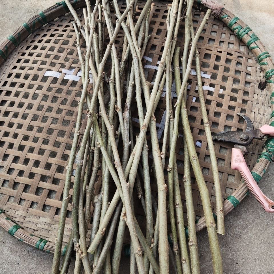 新鲜桑树树枝桑枝枝条桑树棒桑木棒桑木枝桑木条桑木棍养生中药材