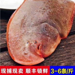 石浦海鲜舌鳎鱼东海舟山水产冷冻鳎米鱼鲜活深海牛舌鱼玉秃鱼