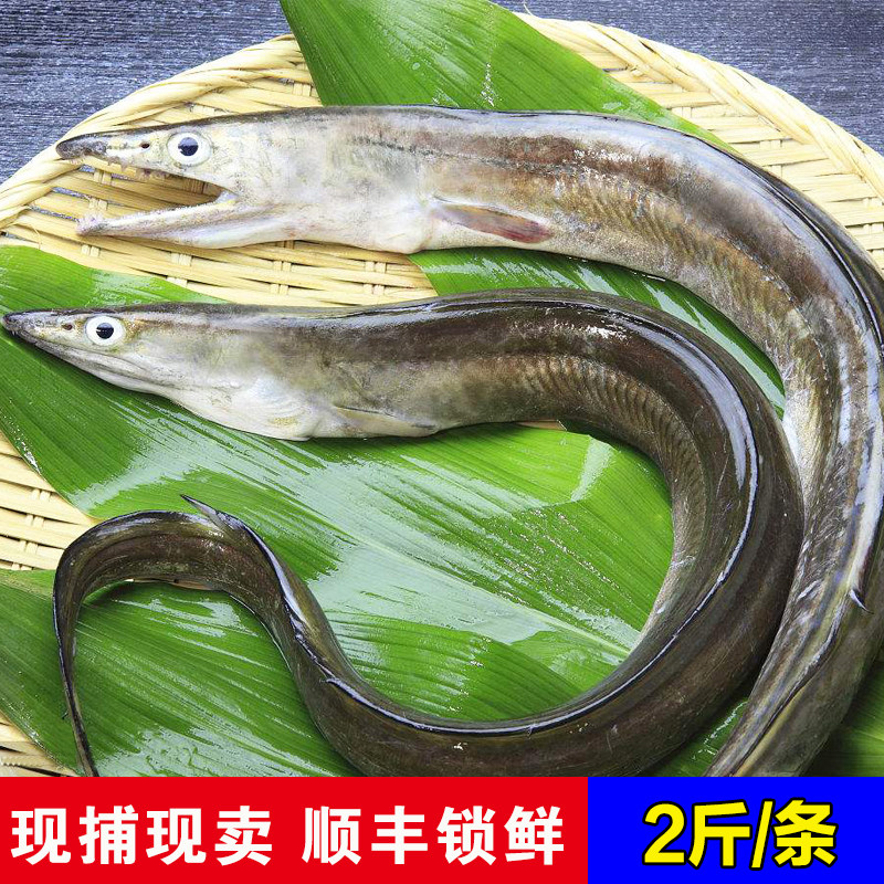 深海特级大海鳗鱼鲜活石浦海鲜东海野生水产舟山特产冰冻渔船直发