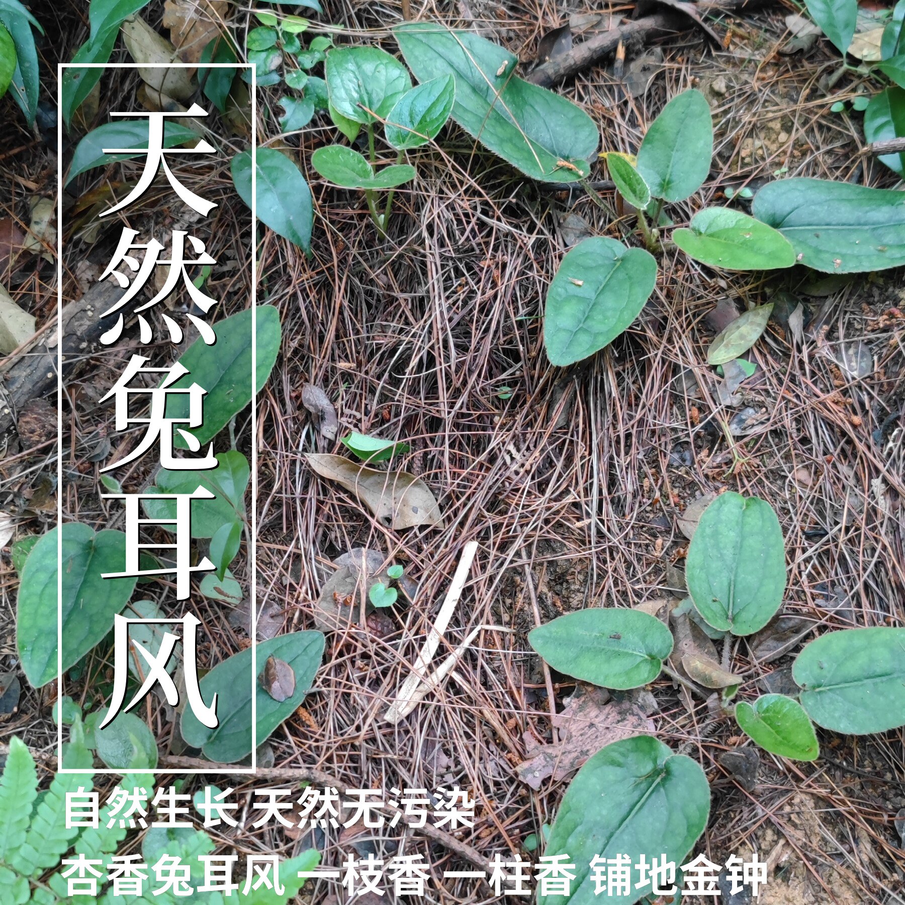 野外生杏香兔耳风兔儿风大血筋心肺草朝天一柱香新鲜干品中草药材