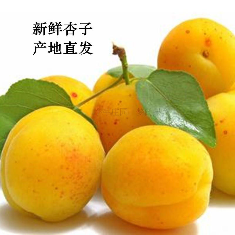 杏子梅杏大黄土高原杏丰源红金太阳凯特胭脂红杏新鲜水果五斤包邮