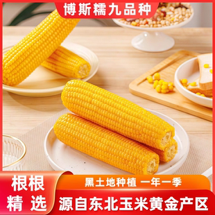 东北黄糯玉米博斯糯九品种黑土地种植甜糯玉米棒子新鲜即食2025年
