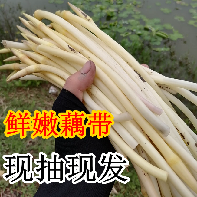 现摘洪湖新鲜藕带嫩藕尖藕占藕哨子藕舌头细莲藕绿色蔬菜保鲜发货