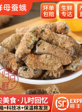 当季新鲜大蚕蛹满籽母蚕蛾大蚕蛾雌蚕蛾带籽母蛾子可食昆虫