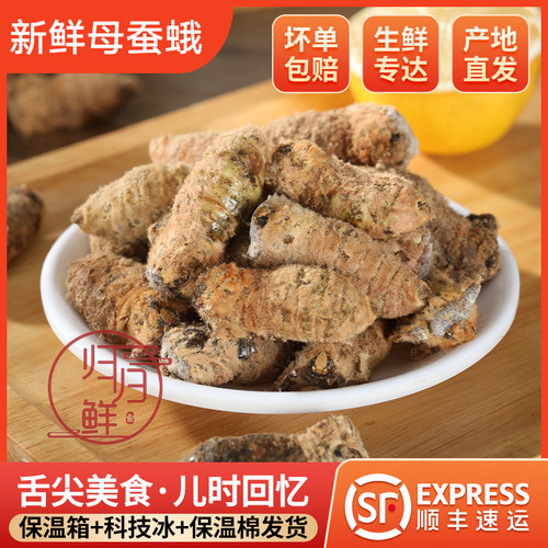 当季新鲜大蚕蛹满籽母蚕蛾大蚕蛾雌蚕蛾带籽母蛾子可食昆虫