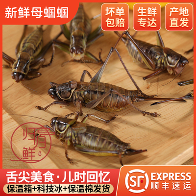 精选带籽大个母蝈蝈山青蝈蝈母拐