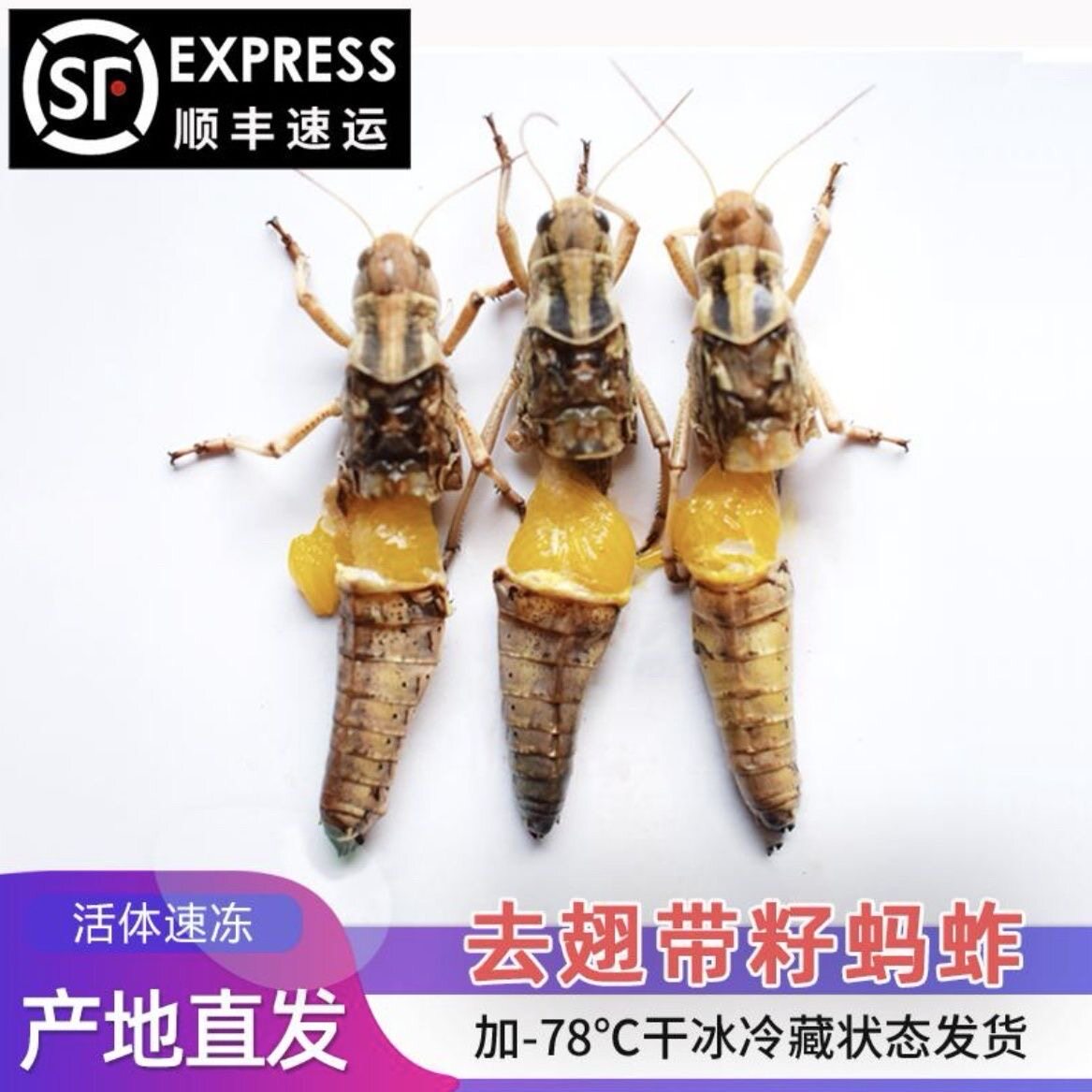 当季新鲜活体速冻 纯母蚂蚱 东亚飞蝗虫 去翅膀 带籽 蚱蜢 土蚂蚱