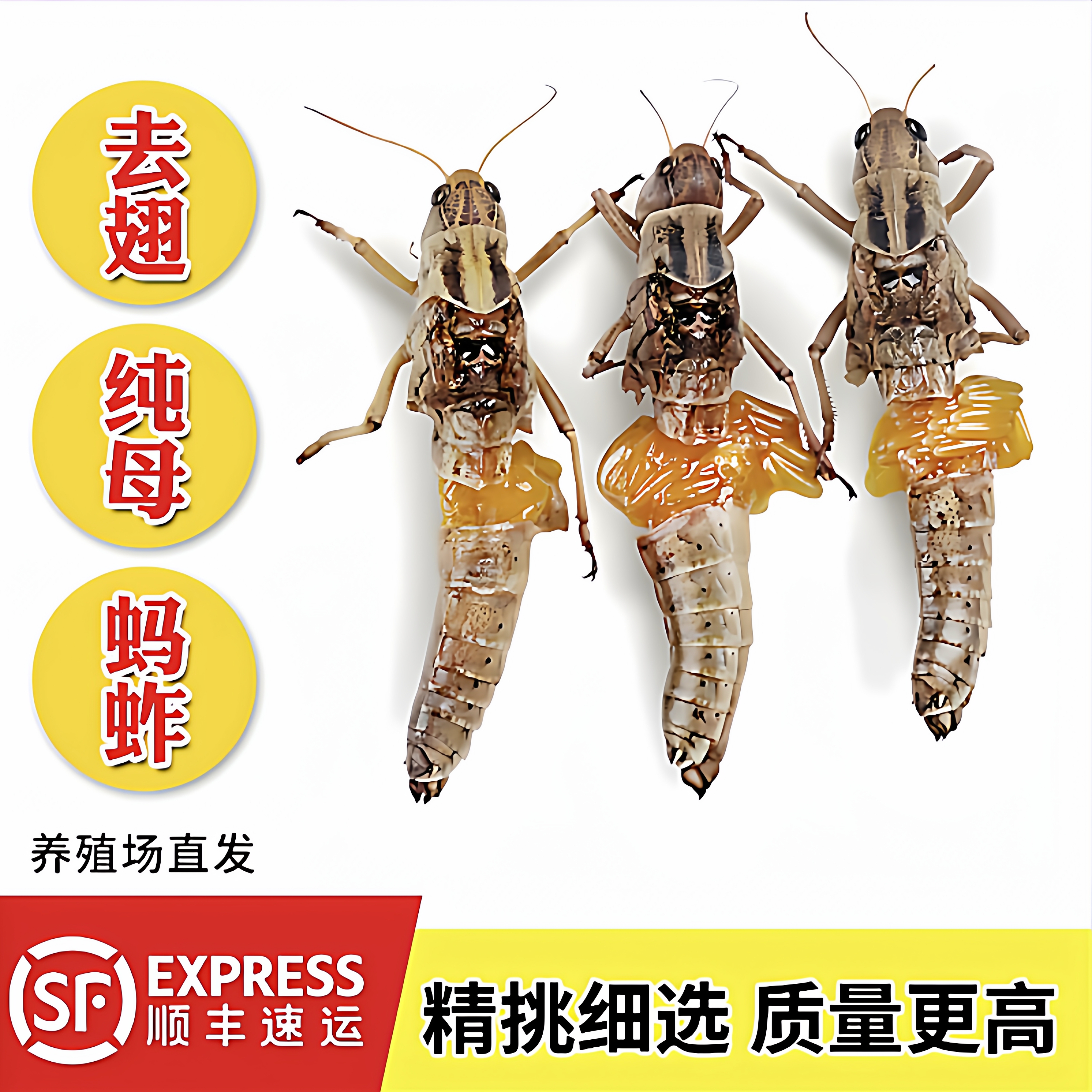 新鲜速冻全母蚂蚱卵籽蝗虫当季