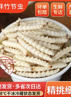 竹虫竹蜂竹蛹笋虫竹节虫