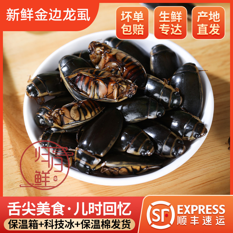 金边龙虱射尿龟水鳖虫吃鱼鳖老鳖盖水龟子水甲虫濑尿龟水蟑螂