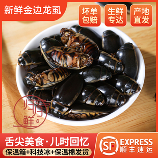 金边龙虱射尿龟水鳖虫吃鱼鳖老鳖盖水龟子水甲虫濑尿龟水蟑螂