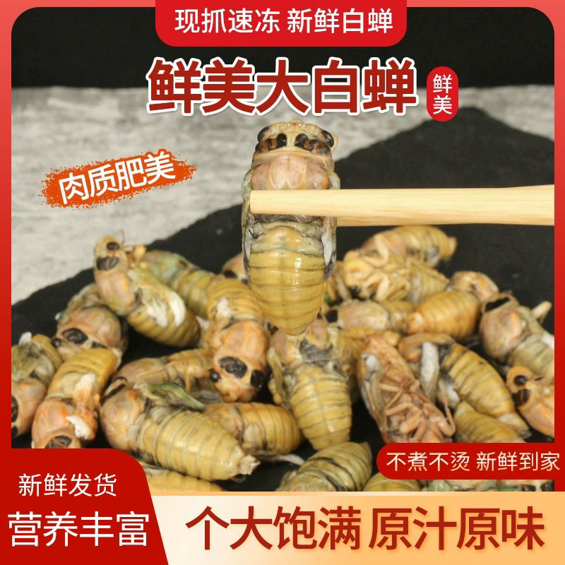 新鲜野生白知了猴白蝉爬叉猴 活体速冻蝉蛹冷冻唐僧肉节流龟