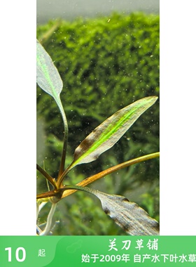 双色椒草1株 ADA造景中景 关刀草铺自养水下叶水草 四季正常发货